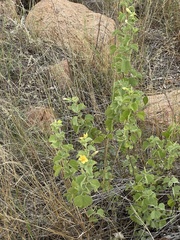 Hibiscus subreniformis