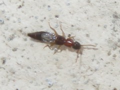 Sunius melanocephalus