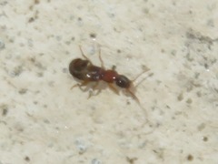 Sunius melanocephalus