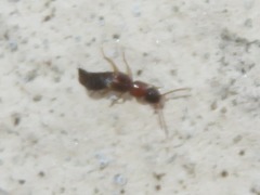 Sunius melanocephalus