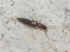 Sunius melanocephalus