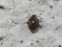 Hippuriphila modeeri