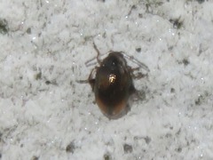 Hippuriphila modeeri