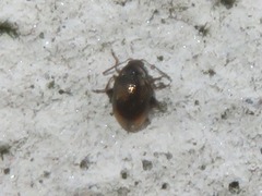 Hippuriphila modeeri