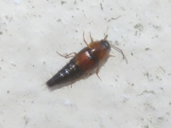 Tachyporus dispar