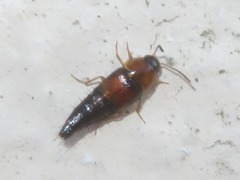Tachyporus dispar