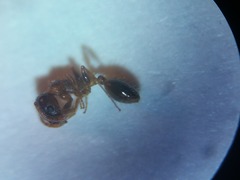 Tetramorium semilaeve