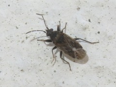 Peritrechus geniculatus