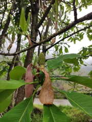 Magnolia officinalis