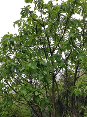 Magnolia officinalis