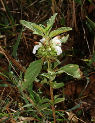 Leucas sexdentata