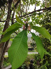 Magnolia officinalis