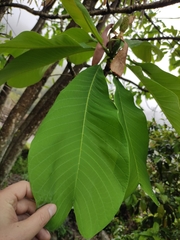 Magnolia officinalis
