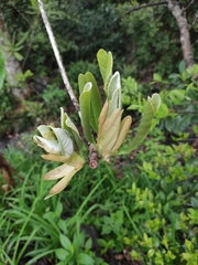 Magnolia officinalis