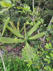 Magnolia officinalis