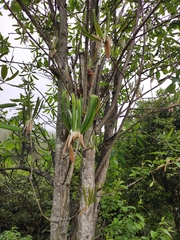 Magnolia officinalis