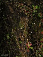 Micranthes clusii lepismigena