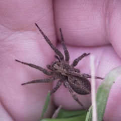 Alopecosa albofasciata