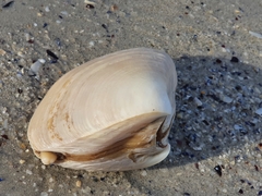 Scissodesma spengleri