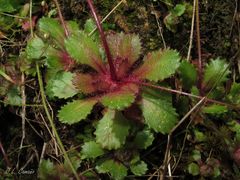Micranthes clusii lepismigena