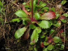 Micranthes clusii lepismigena