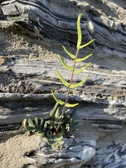 Pellaea atropurpurea