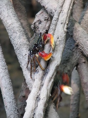 Goniopsis