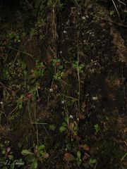 Micranthes clusii lepismigena