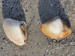 Scissodesma spengleri