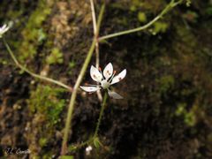 Micranthes clusii lepismigena