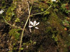 Micranthes clusii lepismigena