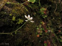 Micranthes clusii lepismigena