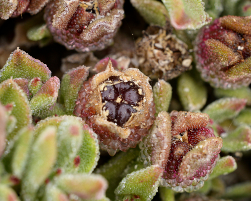 Mesembryanthemum crystallinum