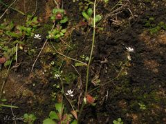 Micranthes clusii lepismigena