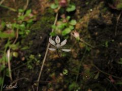 Micranthes clusii lepismigena