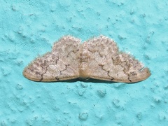 Idaea grisescens