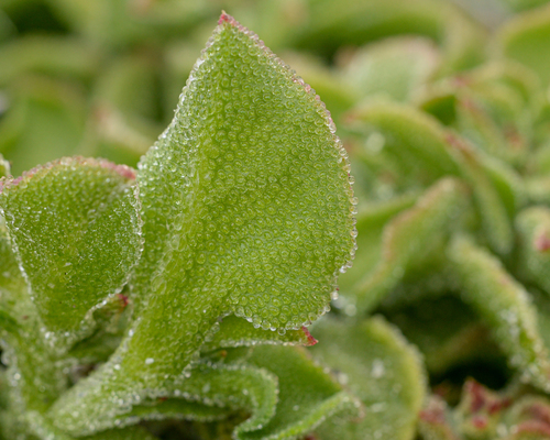 Mesembryanthemum crystallinum