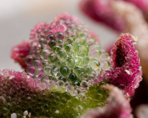 Mesembryanthemum crystallinum