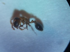 Tetramorium semilaeve