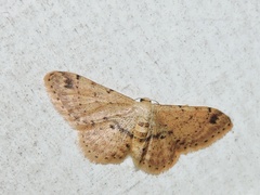 Idaea semilinea