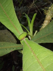 Elaeagia