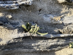 Pellaea atropurpurea