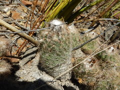 Coryphantha durangensis
