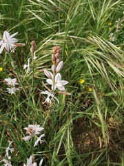 Asphodelus fistulosus