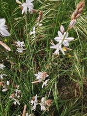 Asphodelus fistulosus