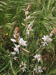 Asphodelus fistulosus