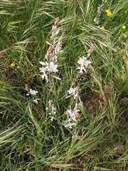 Asphodelus fistulosus