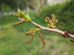 Bischofia polycarpa