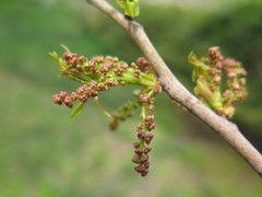 Bischofia polycarpa
