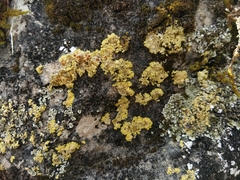 Gyalolechia fulgens